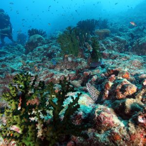 Paket Sabang Diving 2D1N