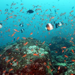 Paket Sabang Snorkeling 2D1N