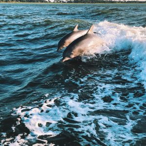 Paket Sabang Dolphin Trip 2D1N