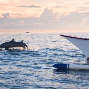 Paket Sabang Dolphin Trip 2D1N