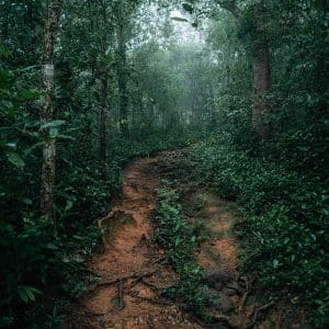 Paket Jungle Trekking Leuser 2D1N